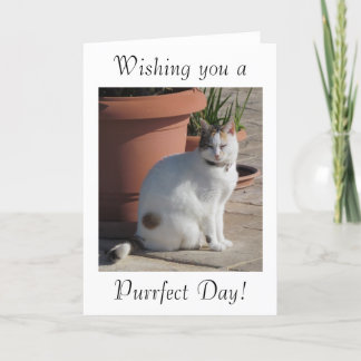 Carte d'anniversaire avec la conception de chat
