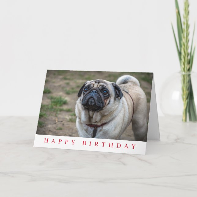 Carte d'anniversaire avec un chien pug de près (Devant)