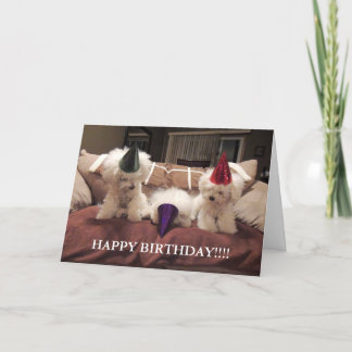 Carte d'anniversaire Bichon Frise ! !
