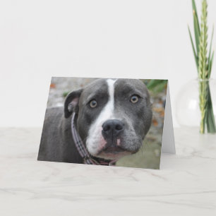 Carte d'anniversaire bleue irlandaise de chien du