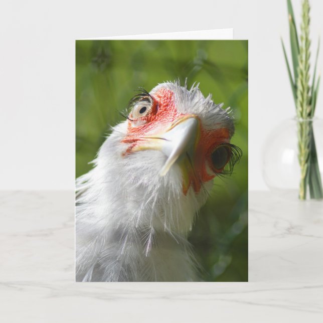 CARTE D'ANNIVERSAIRE CHICKEN FUNNY (Devant)