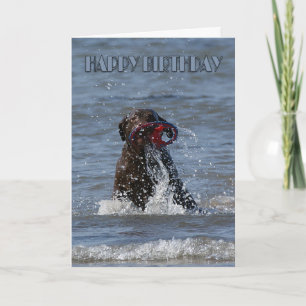 Carte d'anniversaire - chien jouant le chocolat