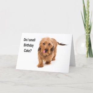 carte d'anniversaire chien teckel reniflant le gât