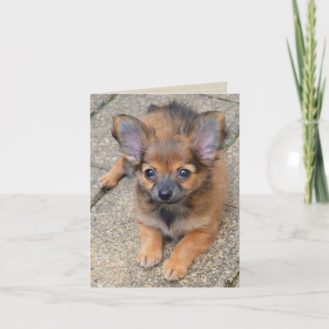 Carte d'anniversaire Chihuahua Chiuppy Dylan Cute  (Devant)