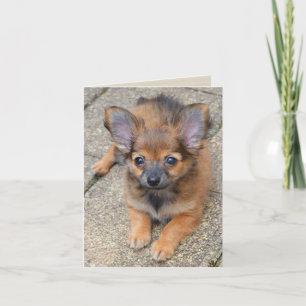 Carte d'anniversaire Chihuahua Chiuppy Dylan Cute 