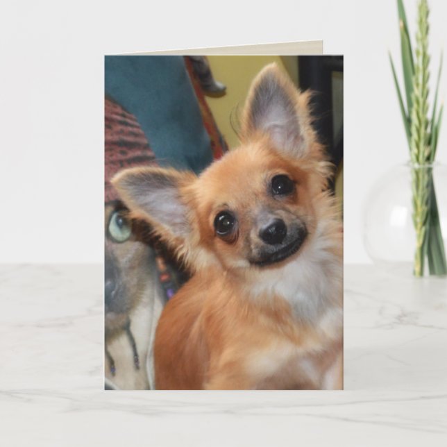 Carte d'anniversaire | Chihuahua Puppy Chi Chi Dyl (Devant)