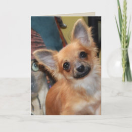 Carte d'anniversaire | Chihuahua Puppy Chi Chi Dyl