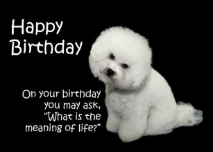 Cartes Frise Bichon D Anniversaire Zazzle Fr