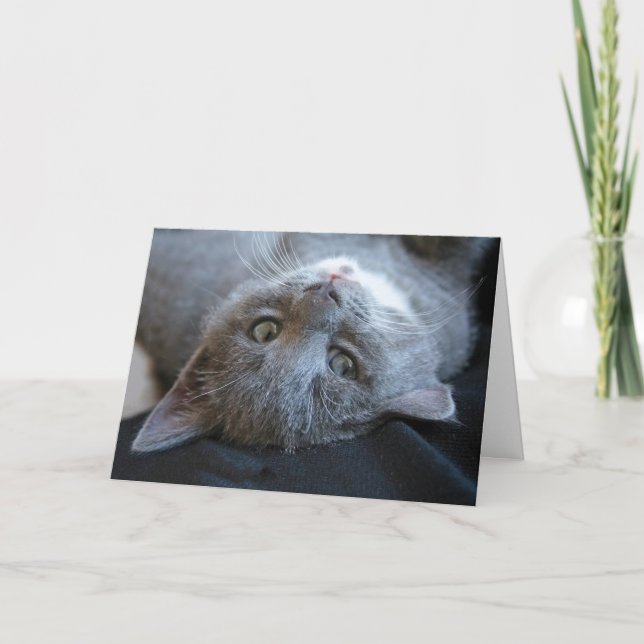 Carte d'anniversaire de chat (Devant)