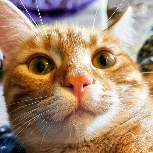 Carte d'anniversaire de chat amusant (Créateur téléchargé)