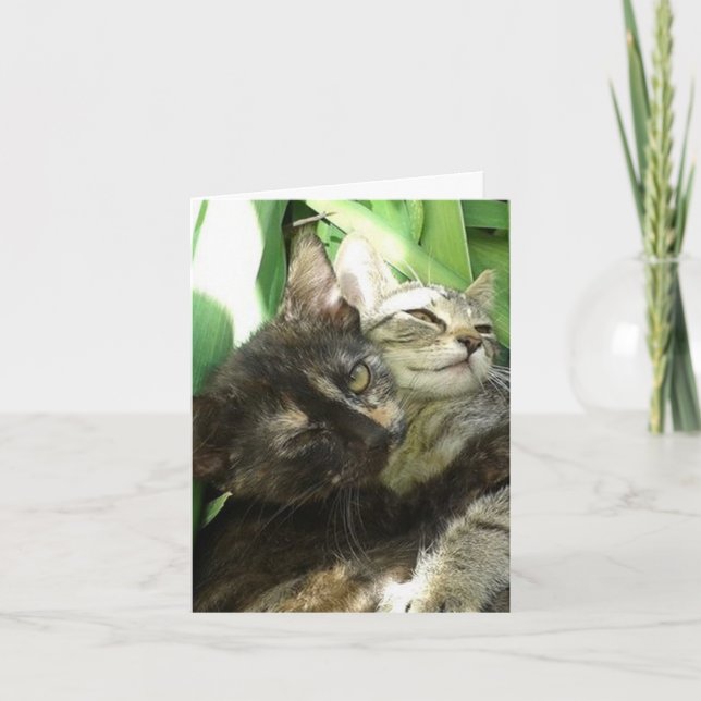 Carte d'anniversaire de chatons mignons se câlinan (Devant)