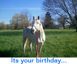 Cartes Cheval D Anniversaire Zazzle Fr