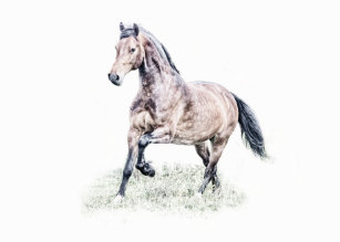 Invitations Faire Part Cartes Anniversaire Chevaux Zazzle Fr