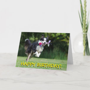 Carte d'anniversaire de chien de border collie