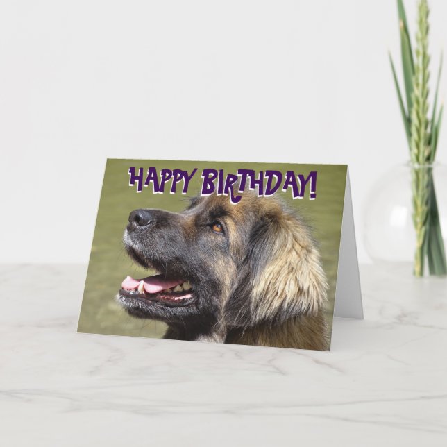 Carte d'anniversaire de chien de Leonberger (Devant)