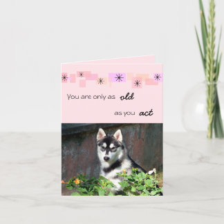 Carte d'anniversaire de chien de traîneau sibérien