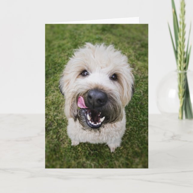 Carte d'anniversaire de chien drôle (Devant)