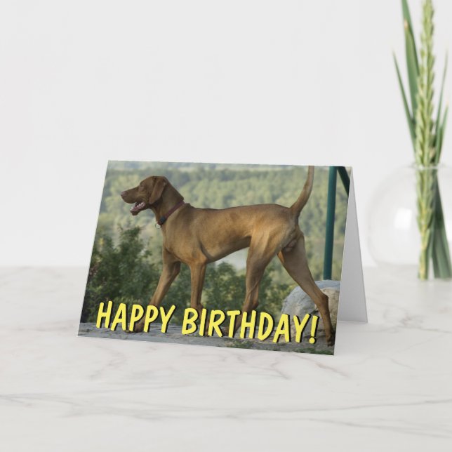 Carte d'anniversaire de chien Vizsla (Devant)