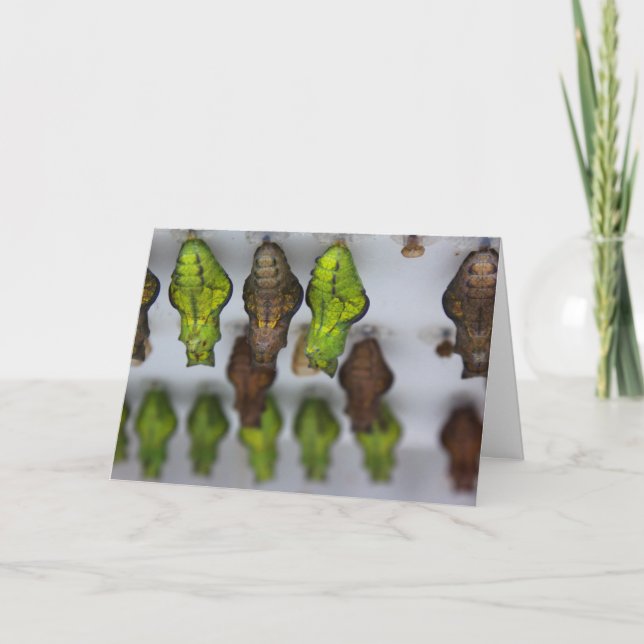 Carte d'anniversaire de Chrysalis (Devant)