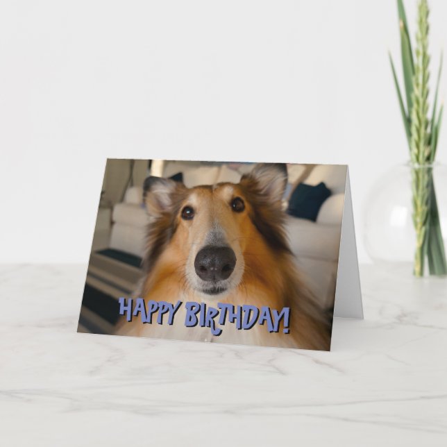 Carte d'anniversaire de collie drôle (Devant)