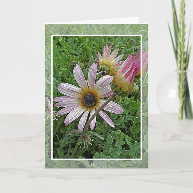 Carte d'anniversaire de la marguerite d'hiver (Devant)