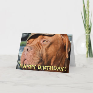 Carte d'anniversaire de la mignonne dogue de borde