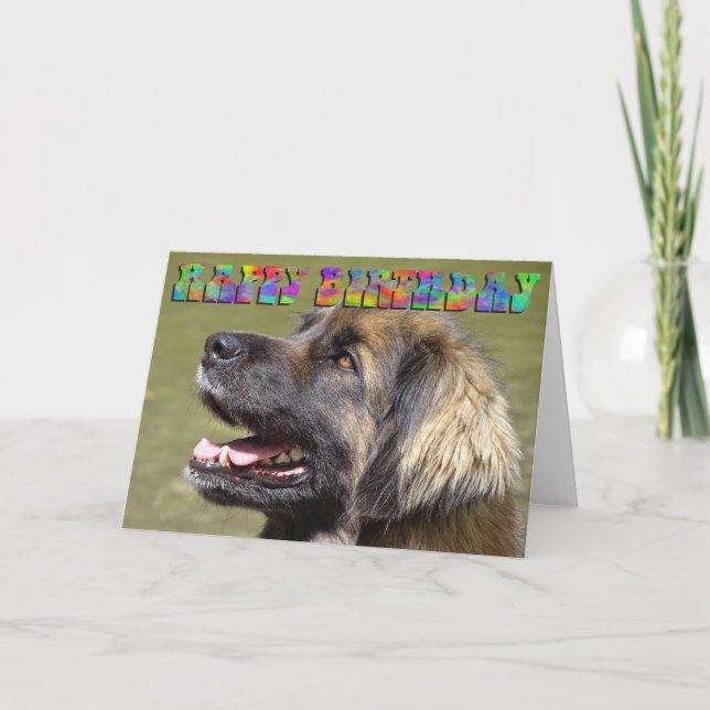 Carte d'anniversaire de Leonberger (Devant)