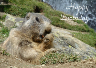 Cartes De Vœux Marmotte Mignonne Zazzle Fr Cartes De Vœux Marmotte Mignonne Zazzle Fr