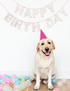 Cartes Labrador D Anniversaire Zazzle Fr Cartes Labrador D Anniversaire Zazzle Fr