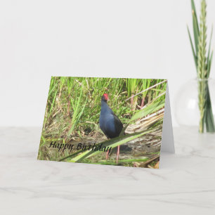 Carte d'anniversaire de Pukeko