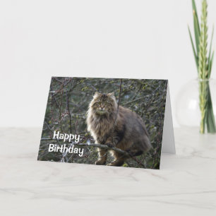 Carte d'anniversaire de Tabby Cat à Long Haired
