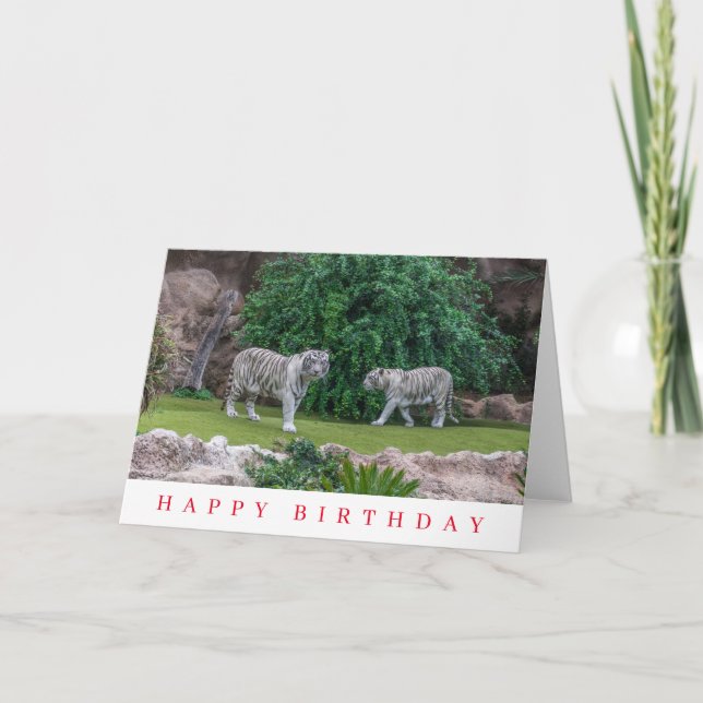 Carte d'anniversaire de tigres blancs (Devant)