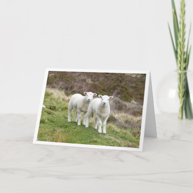 Carte d'anniversaire des agneaux (Devant)