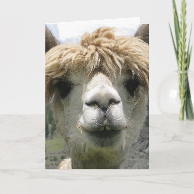CARTE D'ANNIVERSAIRE DRÔLE D'ALPACA (Devant)