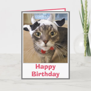 Carte d'anniversaire drôle de chat vache