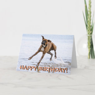 Carte d'anniversaire drôle de chien de boxeur