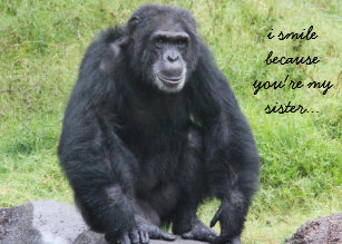 Cartes Humour D Singe D Anniversaire Zazzle Fr