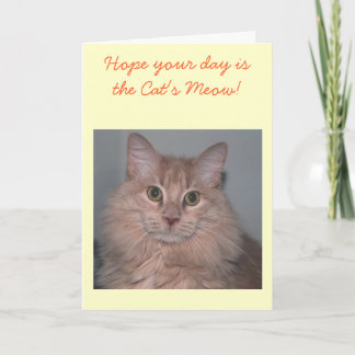 Carte d'anniversaire du chat