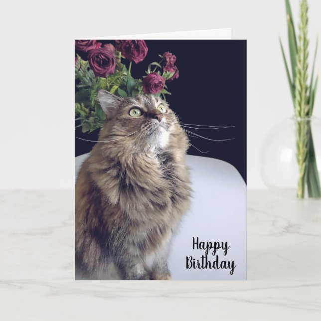 Carte d'anniversaire du chat-coon du Maine (Devant)