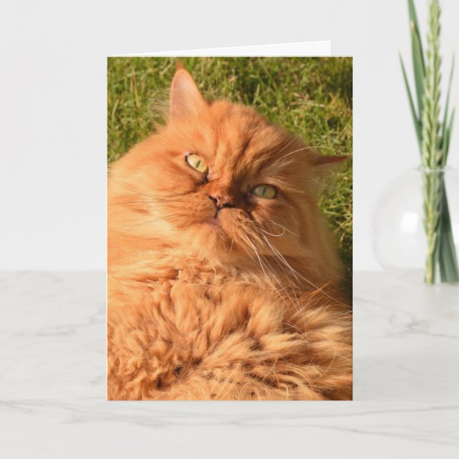 CARTE D'ANNIVERSAIRE DU CHAT PERSIEN (Devant)