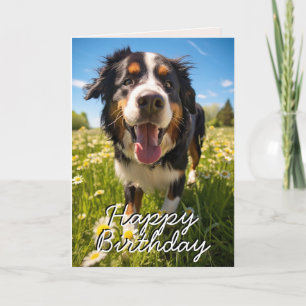 Carte d'Anniversaire du chien de montagne bernois 