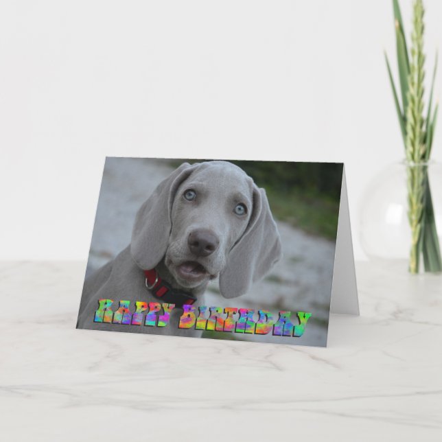 Carte d'anniversaire du chiot weimaraner mignonne (Devant)