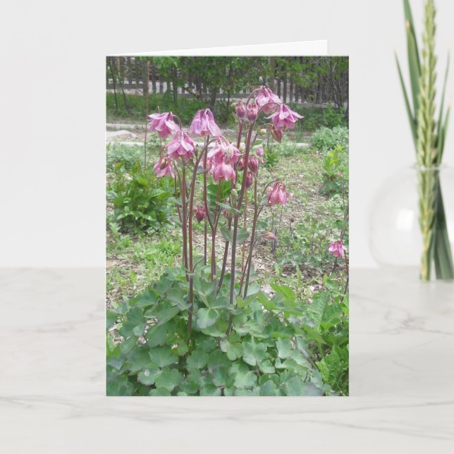 Carte d'anniversaire du Colorado Columbine (Devant)