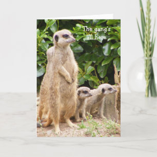 Carte d'anniversaire du gang Meerkat