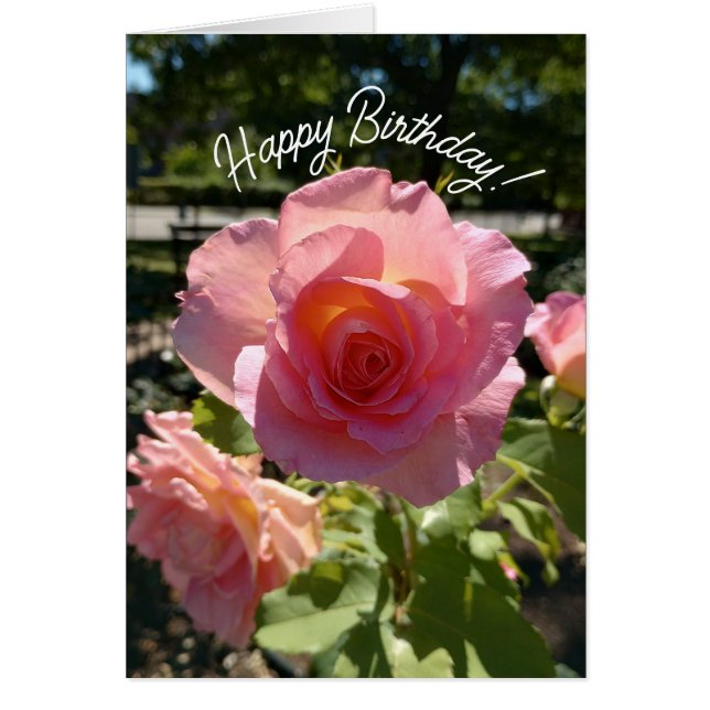 Carte d'anniversaire du Rose de thé rose radiant (Devant)