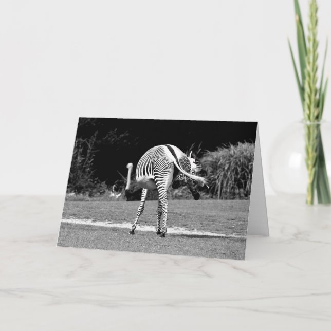 Carte d'anniversaire du Zebra Dancing (Devant)