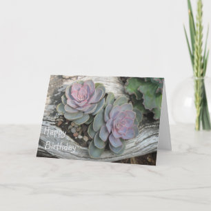 Carte d'anniversaire Echeveria Succulente