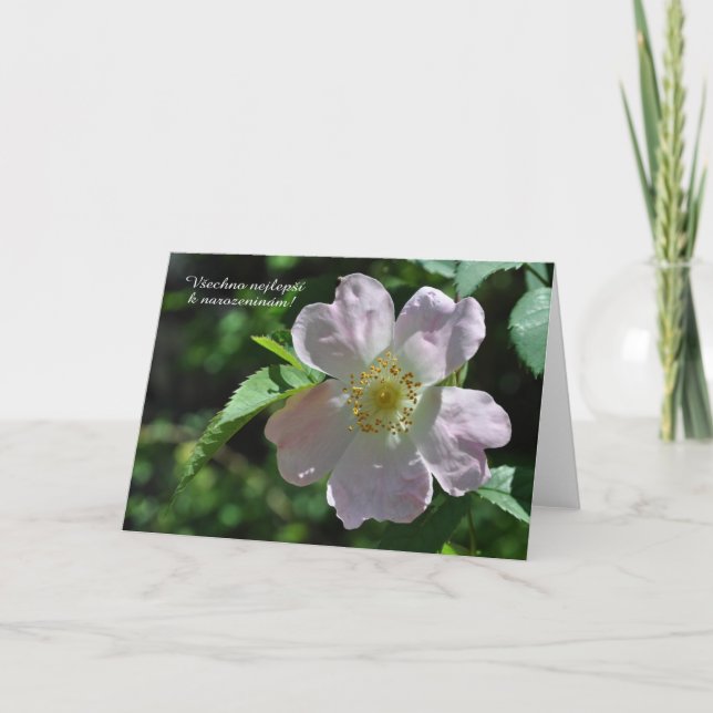 Carte d'anniversaire en tchèque (Devant)