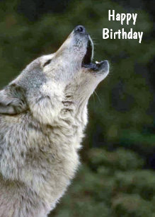 Cartes Loup D Anniversaire Zazzle Fr