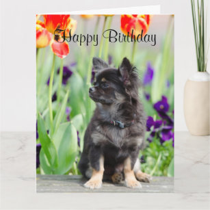 Cartes Chiwawa D Anniversaire Zazzle Fr